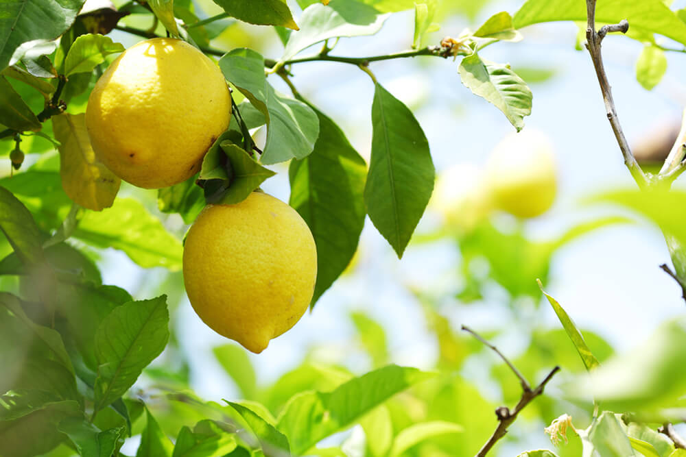 lemon Most Commonly Used Essential Oils and How to Use Them