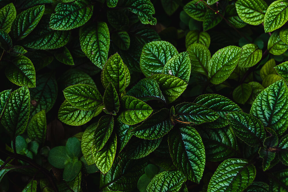 peppermint Most Commonly Used Essential Oils and How to Use Them