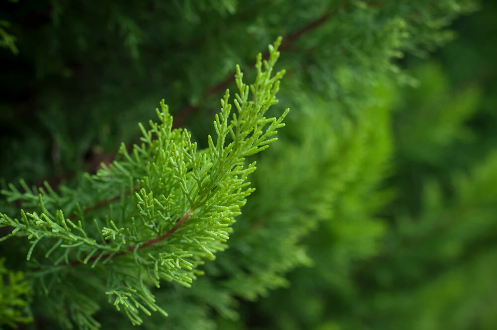 cypress Most Commonly Used Essential Oils and How to Use Them