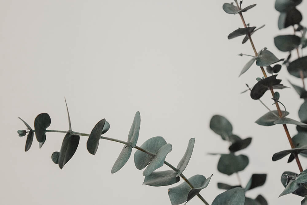eucalyptus Most Commonly Used Essential Oils and How to Use Them